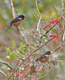 Black-throated Flowerpiercer