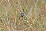 Many-striped Canastero