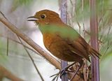 Panao Antpitta