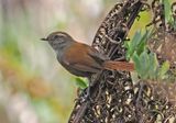 White-chinned Thistletail