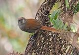 White-chinned Thistletail