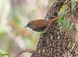 White-chinned Thistletail