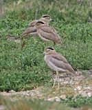 Peruvian Thick-knee