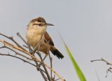 Superciliared Wren