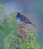 Band-tailed Sierra-Finch