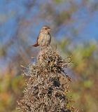 Pale-tailed Canastero
