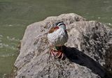 Torrent Duck