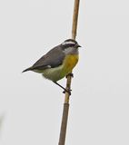 Bananaquit