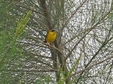 Black-lored Yellowthroat