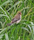 Chestnut-throated Seedeater