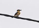 Green Kingfisher