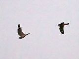 Lesser Nighthawk