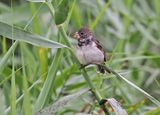 Parrot-billed Seedeater