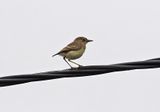 Short-tailed Field-Tyrant