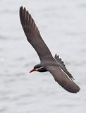 Inca Tern