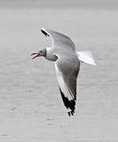 Gray-hooded Gull