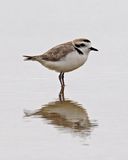 Snowy Plover
