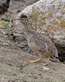 Andean Tinamou