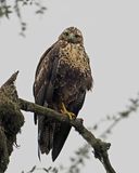 Black-chested Buzzard-Eagle