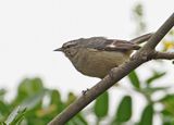Cinereous Conebill