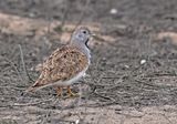 Least Seedsnipe