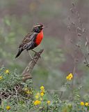 Peruvian Meadowlark