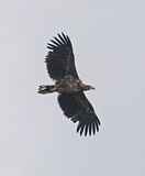 White-tailed Eagle