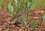 Black Redstart