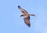 Black Kite