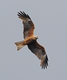 Black Kite
