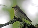 Spotted Flycatcher