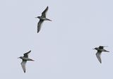 Common Redshank