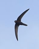 Common Swift