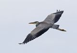 Gray Heron