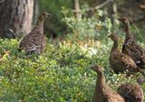 Black Grouse