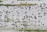 Common Teal