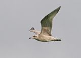 Herring Gull