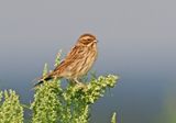 Reed Bunting