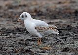 Black-headed Gull