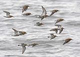 Dunlin