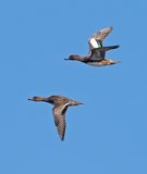 Eurasian Wigeon