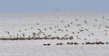 European Golden Plover