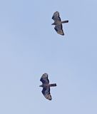 Honey Buzzard