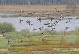 Eurasian Wigeon