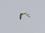 Little Gull