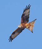 Red Kite