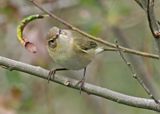 Chiffchaff