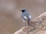 Black Redstart