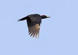 Black Woodpecker