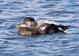 Common Eider